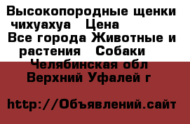 Высокопородные щенки чихуахуа › Цена ­ 25 000 - Все города Животные и растения » Собаки   . Челябинская обл.,Верхний Уфалей г.